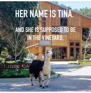 tina llama2 Linne Calodo Update